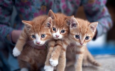 wallpaper kittens whiskers kitten 1920x1200 px vertebrate cat like mammal small to