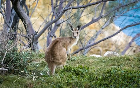 Australian Wildlife Facts Travel For Difference