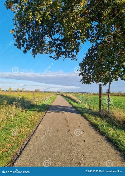 Landscape Green Path With Tree Stock Image Image Of Nature Yellow