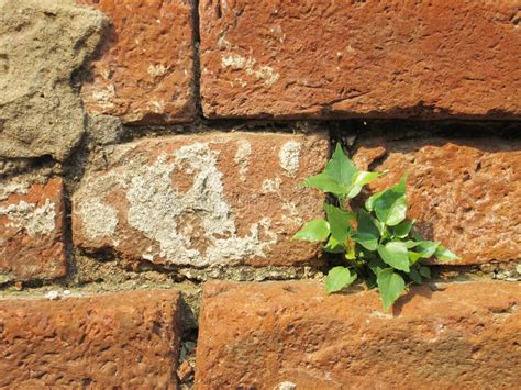 Plant Little Tree On Old Red Bricks Wall Background Stock Photo Image