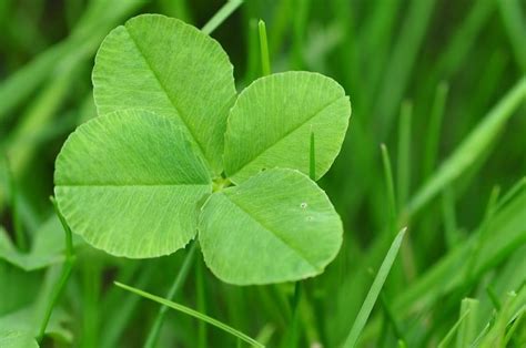 10 Year Old Girl Finds 166 Four Leaf Clovers In One Hour