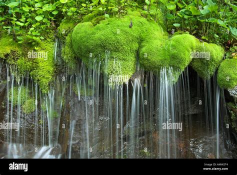 Waterfall And Moss Shenandoah National Park Virginia Usa Stock Photo
