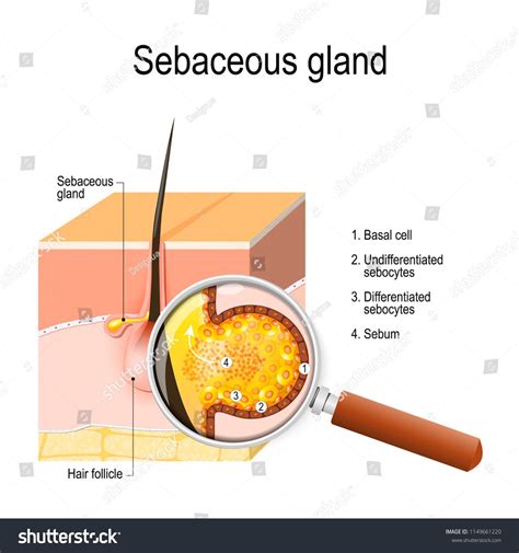 Apply a warm compress to soften the skin around the ingrown hair to prevent irritation during removal. How To Remove Hair Follicles From Penile Shaft - 214 Best ...