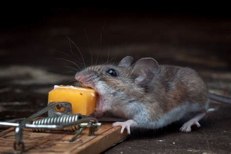 2) do mice eat cheese? Mouse vs mousetrap (25 pics) | Amazing Creatures