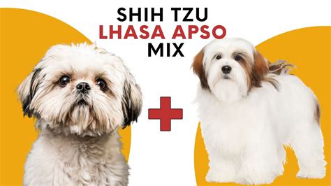 Shih Tzu Lhasa Apso Mix Aka The Shih Apso Youtube