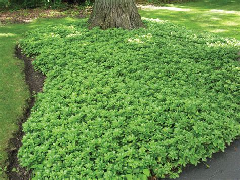 Free Photo Ground Cover Cover Green Grow Free