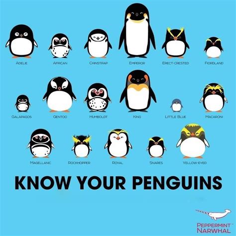 World Penguin Day Know Your Penguins Poster By Peppermint Narwhal