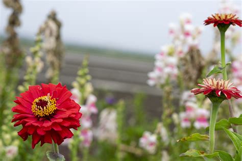 The Invisible Dance Of The Salinas Valley Fresh Avenue