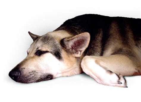 Free Sleepy Dog Stock Photo
