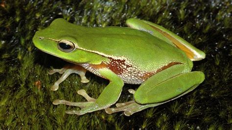 Frog Leaf Green Wallpaper 1920x1080 13185