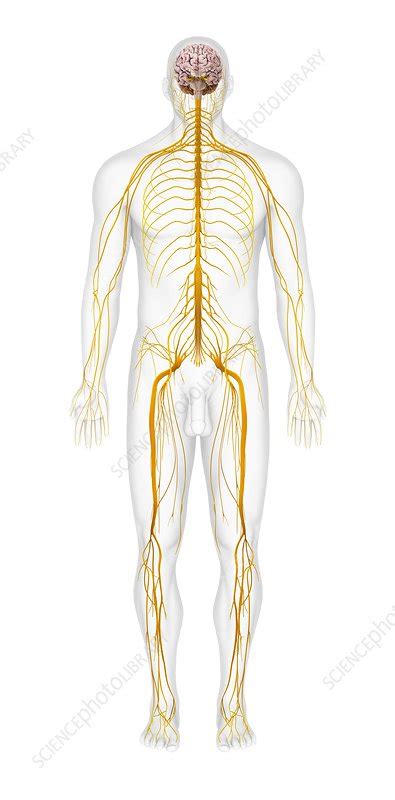 The ans is part of the peripheral nervous system and it also controls some of the muscles within the body. Human nervous system, artwork - Stock Image - C011/8621 - Science Photo Library