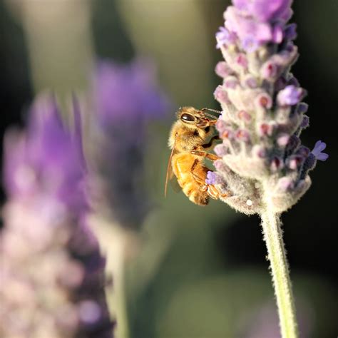 Busy Bees Honey Bees Enjoying Some Lavender Sarah Flickr