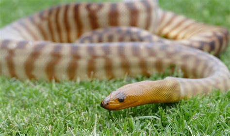 Snakes In Your Backyard Australian Wildlife Backyard Reptiles