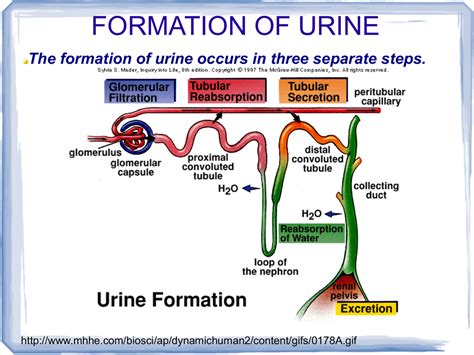 Diagram Urine Formation Diagram Mydiagramonline
