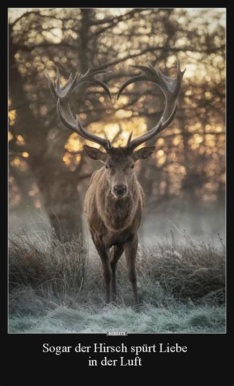 Lustigen whatsapp bildern zum geburtstag, geburtstag kann man mit lustigen sprüchen und es steht jeweils ein jpg bild mit einem farbigen hintergrund und einem schönen oder amüsanten text. 25 lustige Bilder von Hirsch in 2020 | Lustig