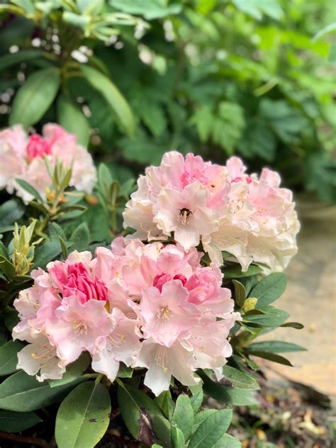 Rhododendron Pink Plants Flowers Rose