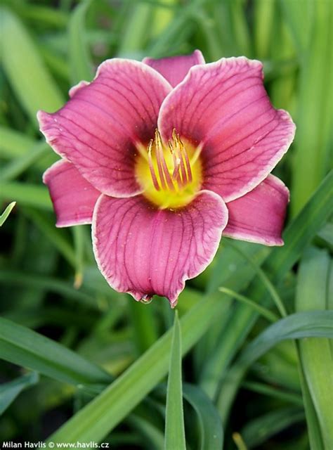 Little missy is considered a rebloomer, which means it produces a flush of flowers in late spring to early … Hemerocallis 'LITTLE MISSY' - Havlis.cz