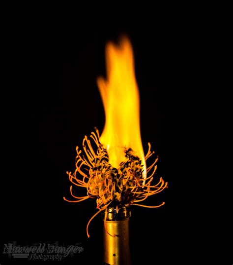 A similar item called the ice flower also appears. Fire and Flowers | Maxwell Danger Photography