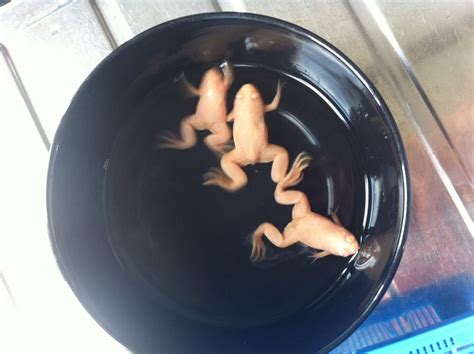 Please remember all live animal purchases must use the overnight shipping option and be on their own orders! Albino African Clawed Froglets For Sale. | Leeds, West ...