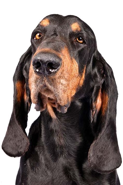 Check spelling or type a new query. Black and Tan Coonhound Dog Breed Information