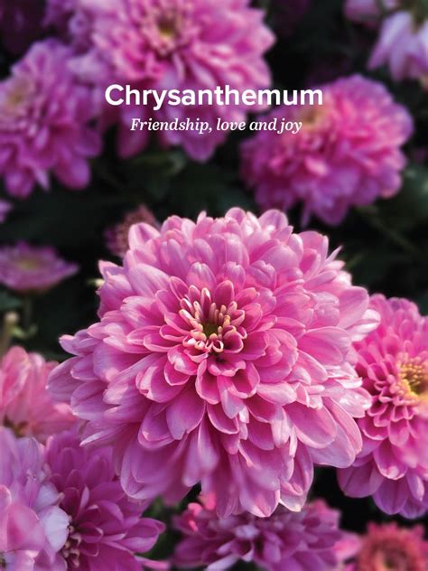 Directly from farmers · perfect for weddings · fast mobile check out History and Meaning of Chrysanthemums - ProFlowers Blog
