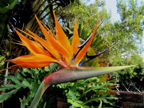 Images Gratuites Arbre Tige Feuille Orange Jungle Flore
