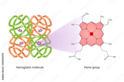 Hemoglobin Chemical Structure Heme Group Structure Stock Vector