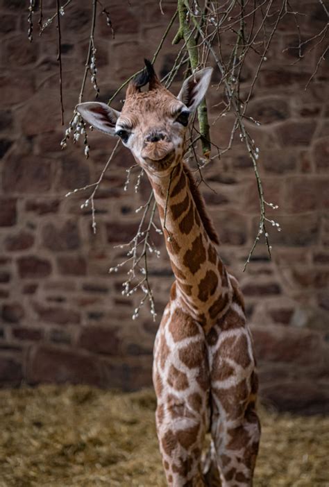 Cameras Capture Incredible Moment Rare Giraffe Is Born At Chester Zoo