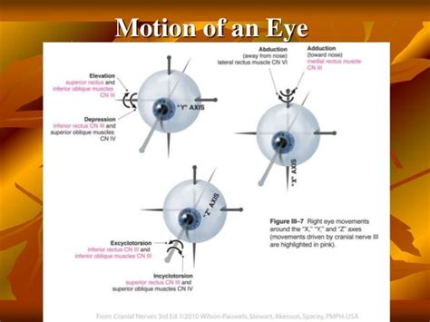 Movement Of Eyeball