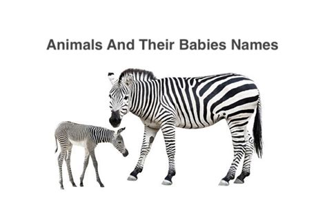 Animals And Their Babies Names Winspire Magazine