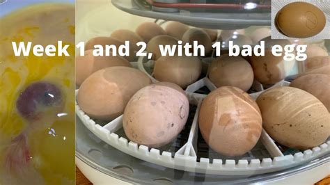 Weeks 1 And 2 Incubating Chicken Eggs Candling And Opening Up The Bad