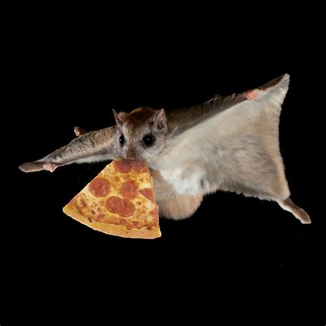 We All Eat Pizza Flying Squirrel Squirrel Pictures Squirrel