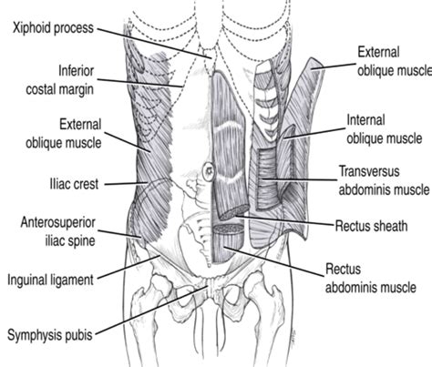 Surface And Sectional Anatomy Abdomen And Pelvis Flashcards Quizlet