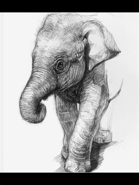 Elefante Elephant Sketch Realistic Drawings Pencil Drawings Of Animals