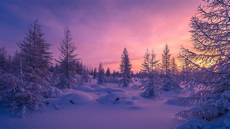 Winter Snow Forest Purple Sunset Trees Snowdrift