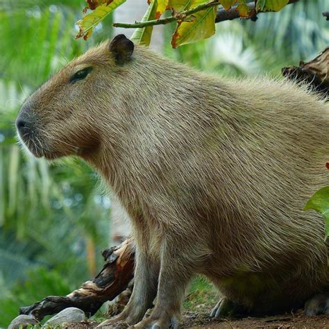 The Capybara As A Pet