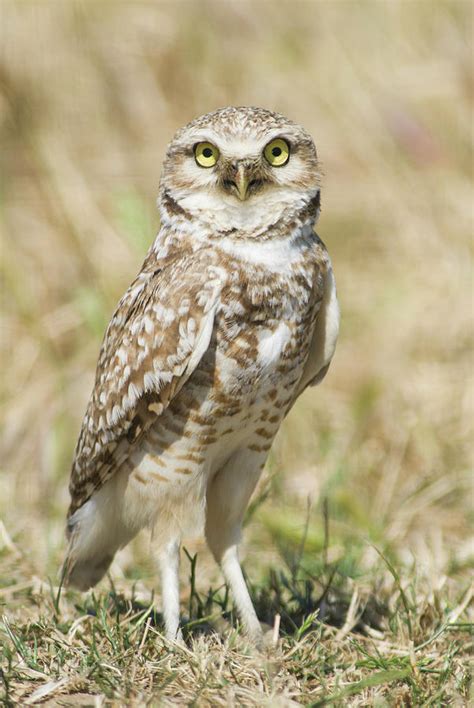 Burrowing Owl Athene Cunicularia Photograph By Josh Miller Fine Art