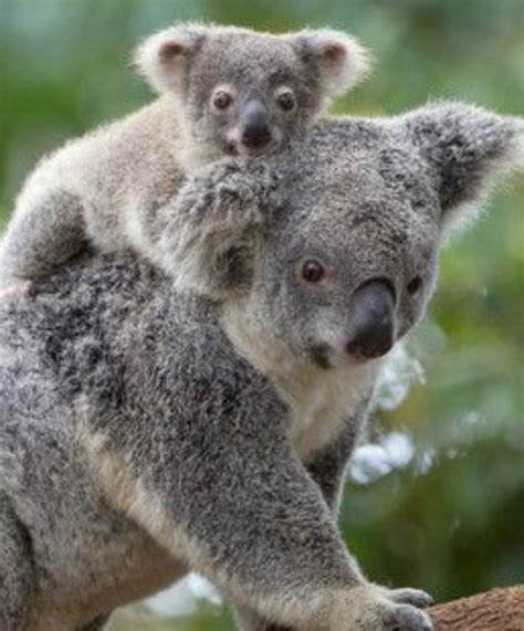Koala Mum And Baby Super Cute Animals Cute Funny Animals Baby Koala