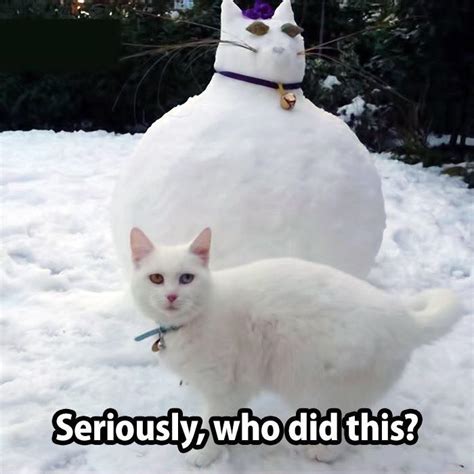 You Think A Snow Cat Is Funny Kittens Whiskers
