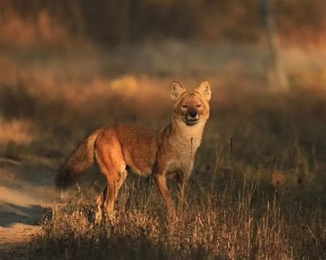 Dhole Facts Diet Habitat And Pictures On Animaliabio