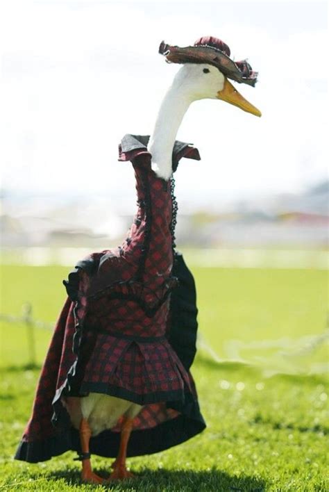 Farmer Hires Dressmaker To Style His Ducks In Fanciful Costumes