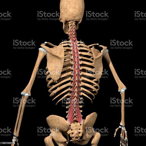3d Illustration Of The Multifidus Muscles On Skeleton Stock Photo