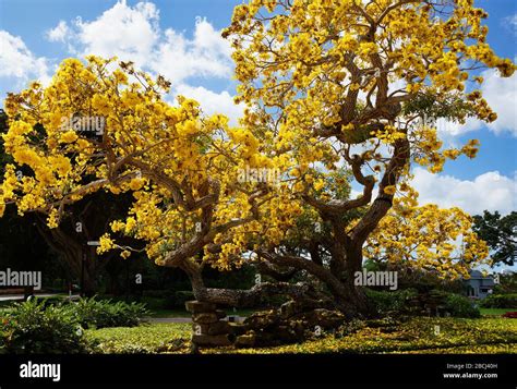Tabebuia Tree In Naples Florida Stock Photo Alamy