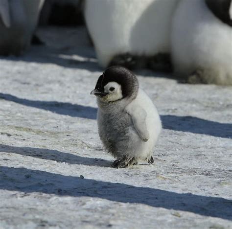 Baby Pinguin Too Cute 🐧😍 Pinguin Babypinguin Babyanimals Fluffy