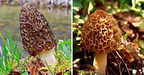 Growing Morel Mushrooms 3 Popular Techniques Mushroom Appreciation