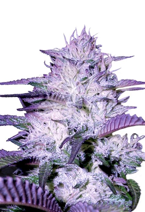 Purple Kush Autoflowering Cannabis Seeds By Sonoma Seeds