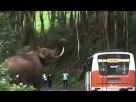 The wild elephant attacking vehicles in a hot tourist spot in kerala. Munnar Wild Elephant attack Padayappa Elephant - YouTube