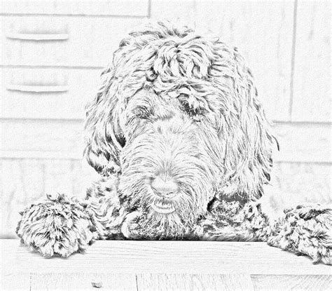 Mini goldendoodle, riley, hangs out by the tennis court late during the evening on sunday, jan. Labradoodle Sketch Photograph by Karen Sanderson