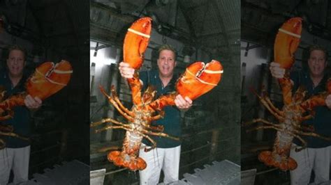 Giant Lobster Brought To Long Island