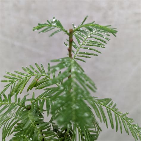 Young Bald Cypress Tree Sapling Diy Bonzai Outdoor Tree Etsy